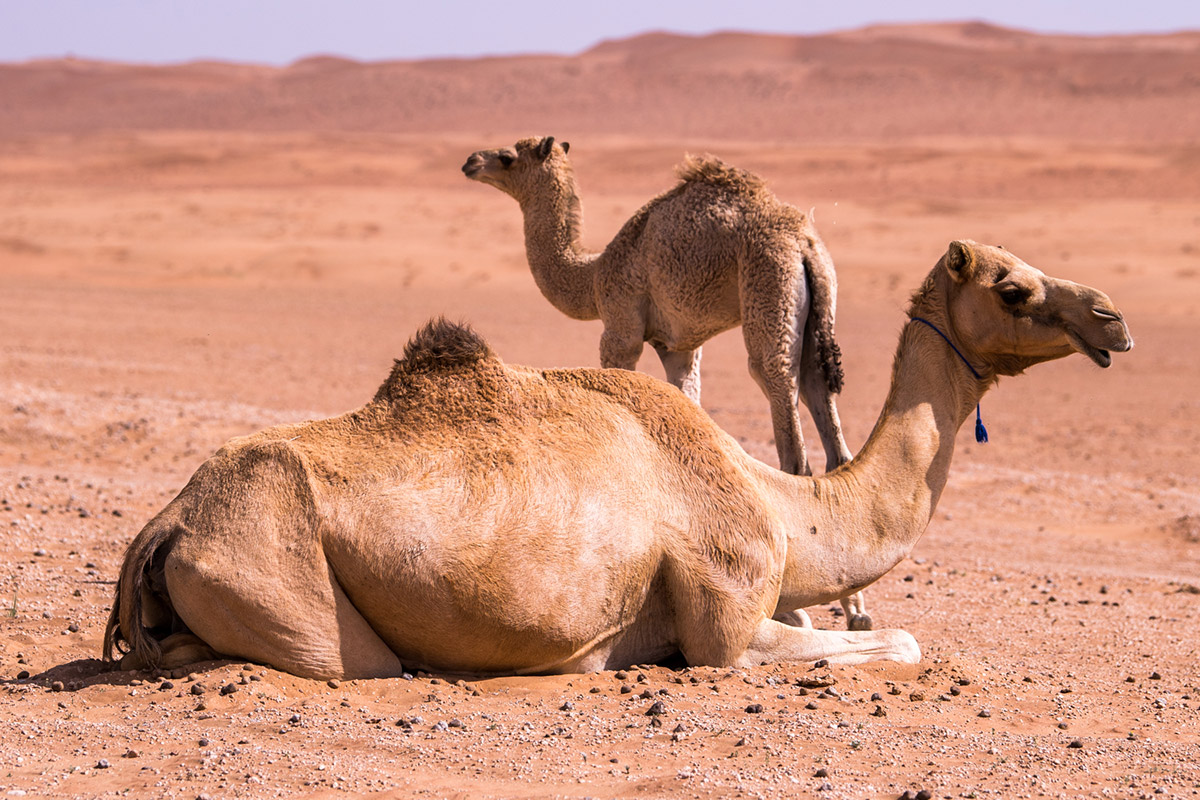 Glamping in the Wahiba Sands of Oman with Hud Hud Travels (Stacie Flinner)