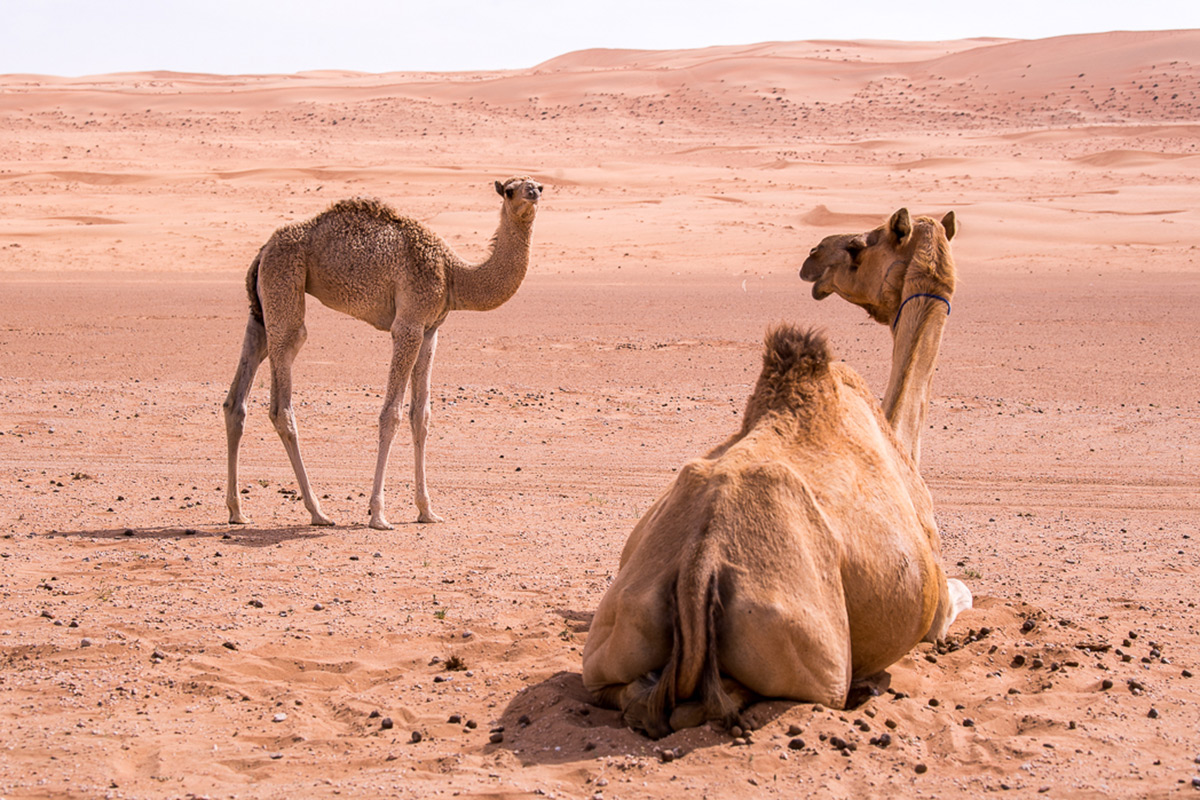 Glamping in the Wahiba Sands of Oman with Hud Hud Travels (Stacie Flinner)